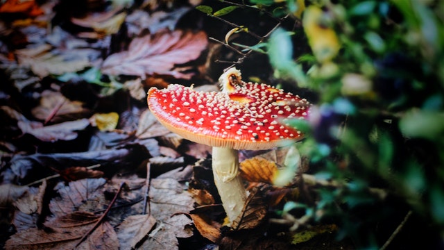 paddenstoelen